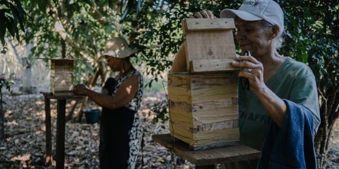 Cervejaria Colorado cria movimento para beneficiar 4 milhões de abelhas nativas