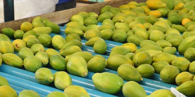 GLOBALG.A.P. atualiza normas e exige mais segurança alimentar dos exportadores de frutas