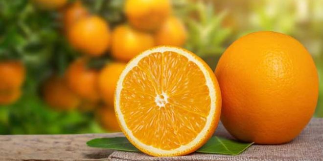 Maior produtor de laranja e exportador de suco de laranja do mundo, SP deve manter setor ativo para atender demanda pela fruta rica em vitamina C