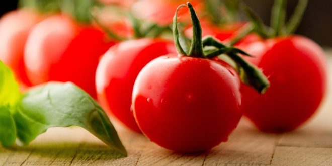 Cepêra colhe 30 milhões de quilos de tomate por safra e projeta um crescimento de 20% em 2021