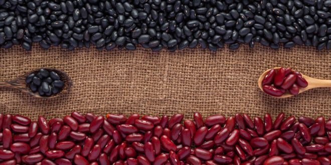 Rastreabilidade: Programa vai garantir origem e verificar qualidade das sementes de feijão