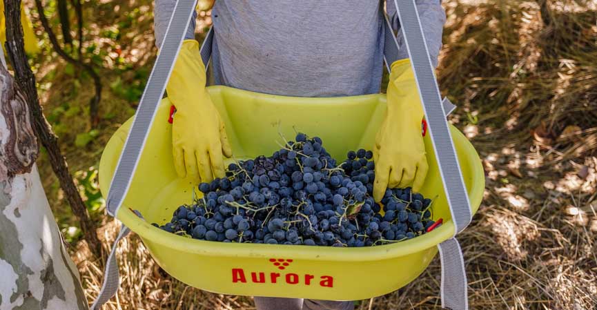 Vinícola Aurora projeta safra de 85 milhões de quilos e registra aumento de área destinada a uvas para espumantes